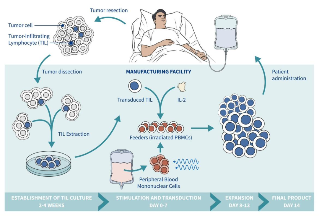 优选hPBMC分离服务 | 辐照后细胞增殖及崩解实验验证