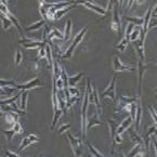 鸭原代胚胎成纤维细胞