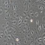 羊原代子宫内膜上皮细胞