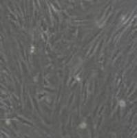 羊原代卵巢颗粒细胞