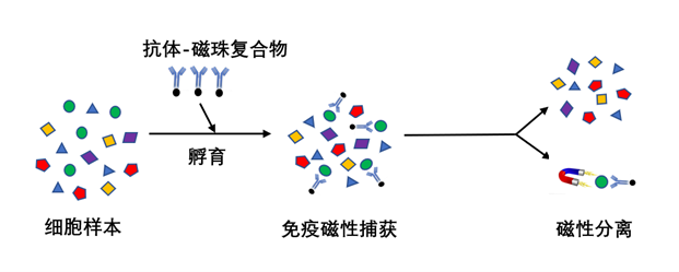 IPHASE人CD4+T细胞阳选试剂盒