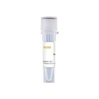 重组HBV表面抗原-preS1(HBsAg-preS1) Recombinant HBsAg-preS1 Protein