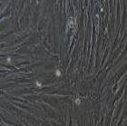 羊原代骨髓间充质干细胞