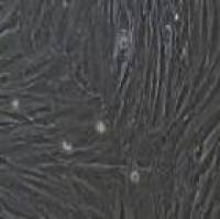 羊原代骨髓间充质干细胞