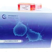 A2780细胞专用培养基/镜像绮点（Cellverse）