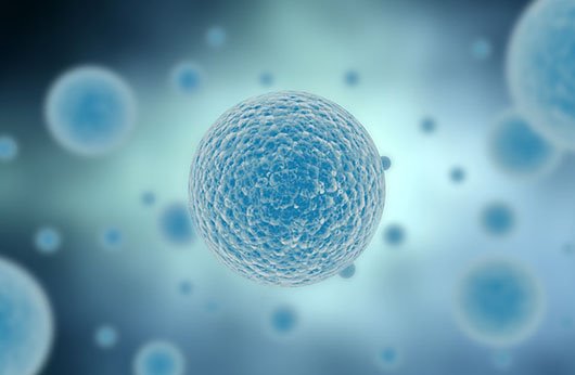 大鼠肾小球组织提取物实验报告