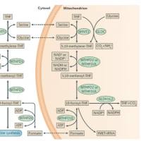 一碳代谢物检测