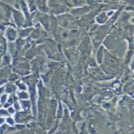 羊原代II 型肺泡上皮细胞