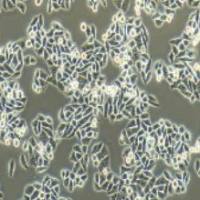 Eca-109 人食管癌细胞