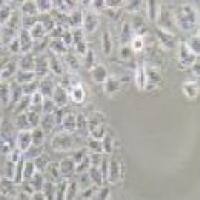 QSG-7701 人正常肝细胞