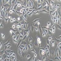 MGC-803 人胃癌细胞