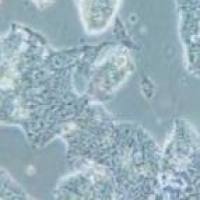 NCI-H508 人结肠直肠腺癌细胞