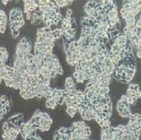 Hep G2.2.15 人肝癌(HBV)