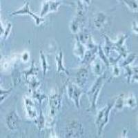 Hs746T 人胃癌细胞