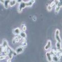 SW48 人结肠腺癌细胞