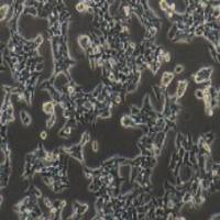 HCT-116人结肠癌细胞