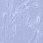 CCD841 CON 人正常结肠上皮细胞（有限细胞系）