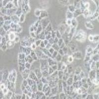 L-02人正常肝细胞