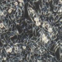 GES-1 人胃黏膜上皮细胞