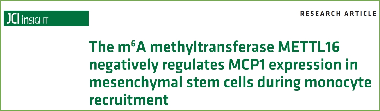 客户文章 | Polysome profiling应用研究--METTL16负向调节MSC中的MCP1表达