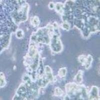 LS513 人结直肠癌细胞