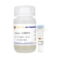 AVI Tag Mouse Monoclonal Antibody (HRP Conjugated)