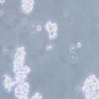 NCI-H716 人结直肠腺癌细胞