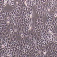 HCC-LM3 高转移人肝癌细胞