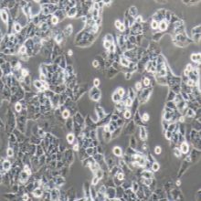 MHCC-97H 人高转移性肝癌细胞