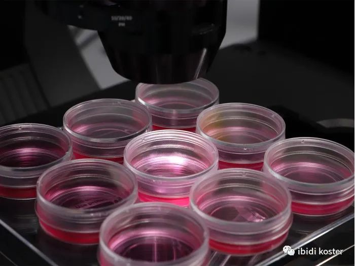 高质量35 mm显微培养皿免疫荧光染色成像应用