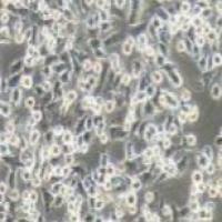 PATU 8988t 人胰腺癌细胞