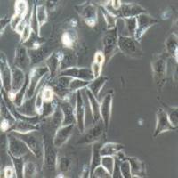 T24 人膀胱癌细胞