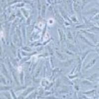 Ocut-2C 人甲状腺癌细胞（未分化）