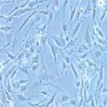 8305C 人甲状腺癌细胞（未分化）