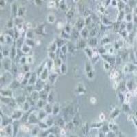 NPC/HK-1 人鼻咽癌细胞