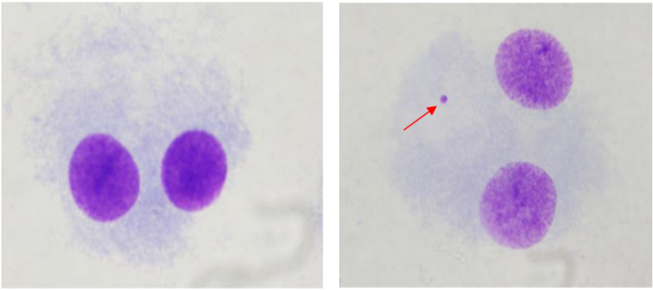 试验结果不理想？新版体外微核试验试剂盒来助力！
