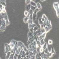 KB 人口腔表皮癌细胞