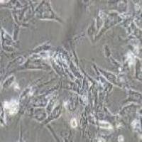 hTERT-HPNE 人胰腺导管细胞