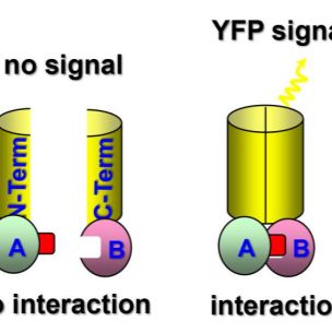 双分子荧光互补实验BiFC--蛋白互作