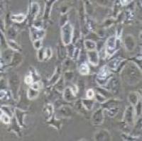 SW-780 人膀胱移行细胞癌