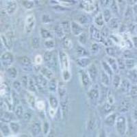 SCC-25 人口腔鳞癌细胞