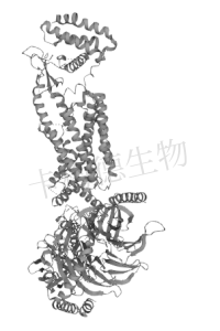 降钙素原（PCT）介绍