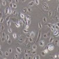 HK-2 人肾皮质近曲小管上皮细胞