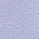 SRA01/04 人晶体上皮细胞