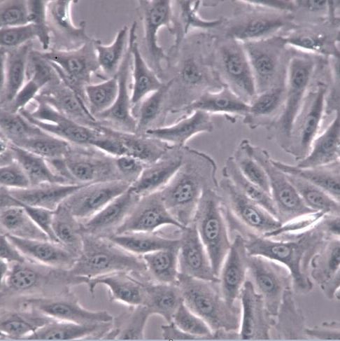 2V6.11细胞、2V6.11细胞系、2V6.11胚肾细胞