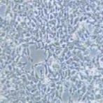 AAV-293 人胚肾细胞