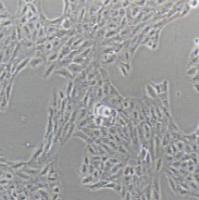 ARPE-19 人视网膜色素上皮细胞