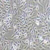 F56 人腺癌细胞系