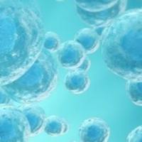 Q500全定量代谢组