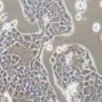 PANC10.05 人胰腺癌细胞